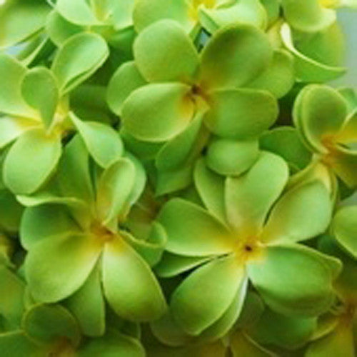 1 Set 20 LED Green Frangipani Flower Battery String Lights