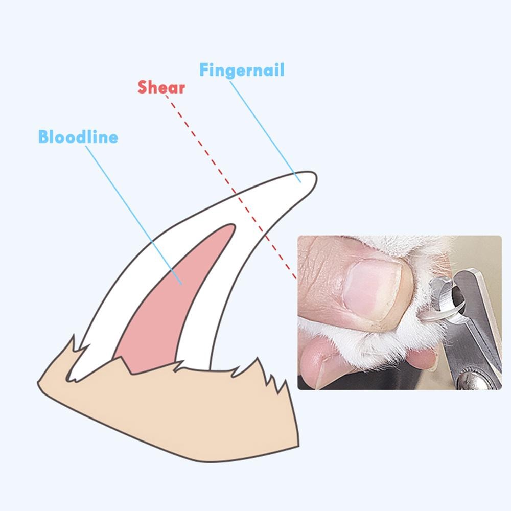 Pet Grooming Scissors and Nail Clipper