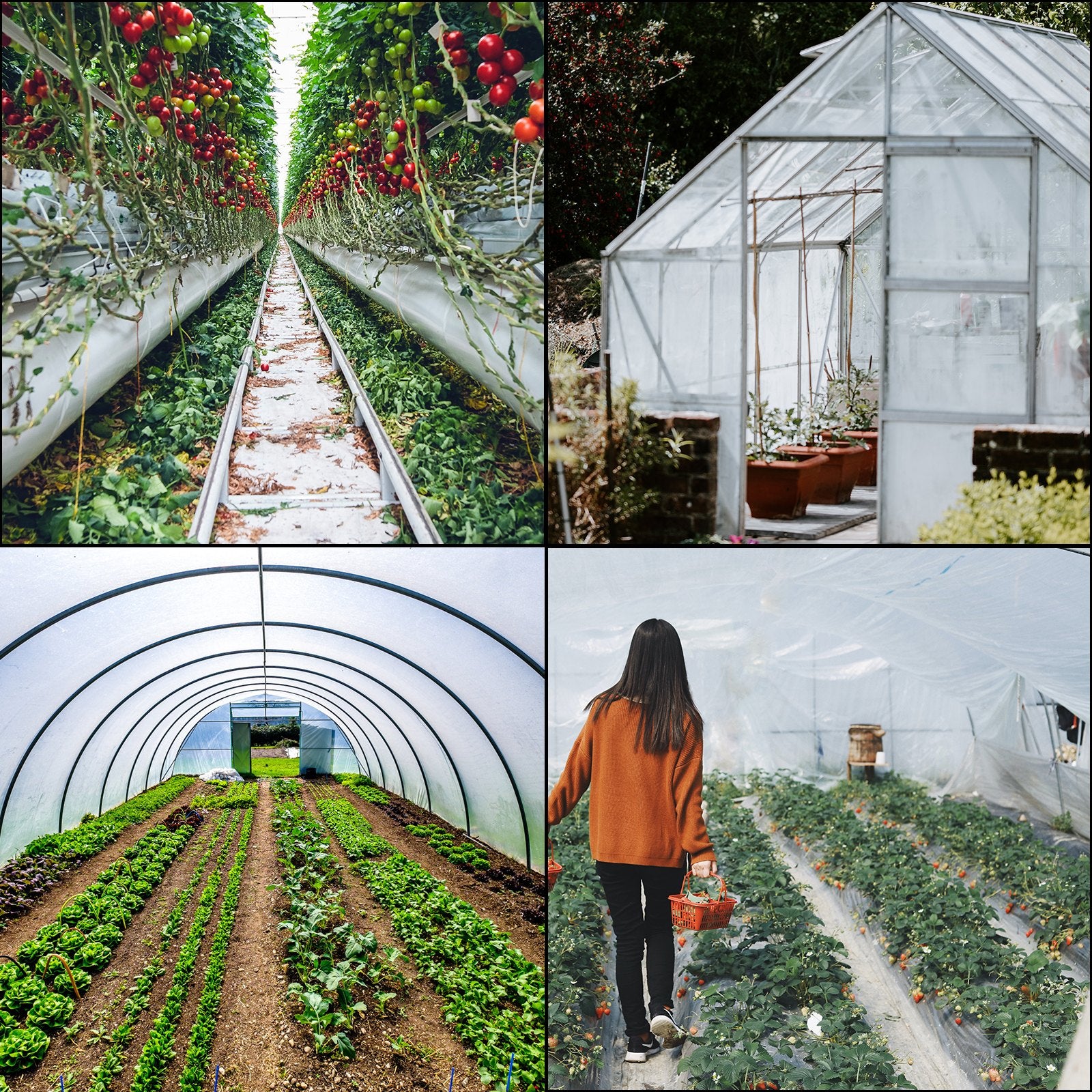 Greenhouse Film, Polyethylene 20x28 ft, Greenhouse Plastic Cover