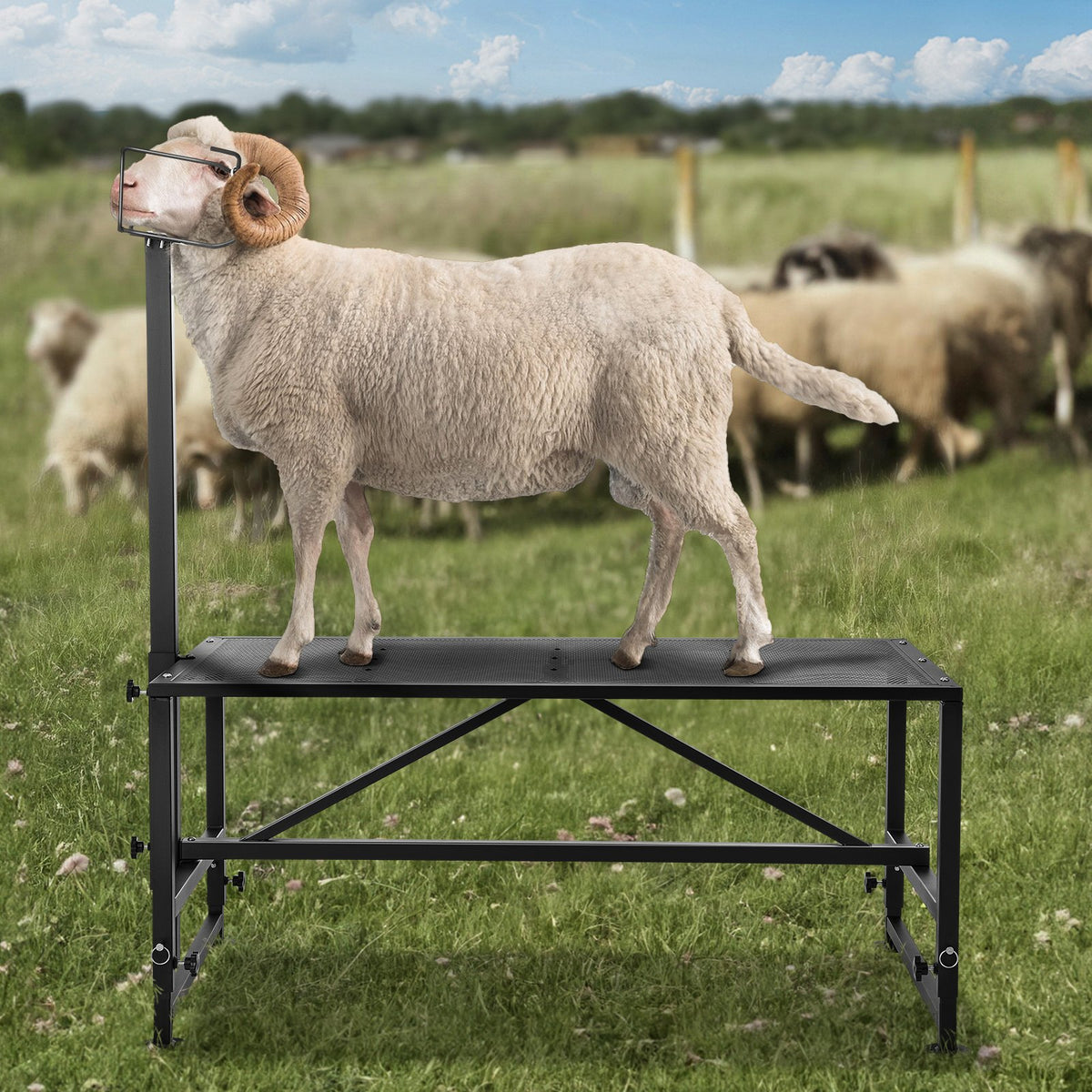 Goat Sheep Stand 51x23in Adjustable Metal Livestock Milking Shearing Black